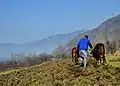 A farmer in Aragam ploughs his land by traditional plough driven by oxen.
