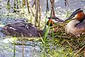 Podiceps cristatus family at nest, Sweden 2013