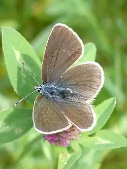 Female