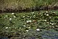 A pond of water lilies and lotuses