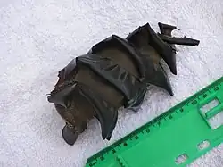 Photo of 12 centimetres (4.7&nbsp;in) egg case adjacent to ruler, the egg case is a brown ovalish shape, with a spiral band running around it from top to bottom.