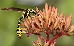 Phimenes flavopictus nectaring