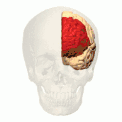 Animation, prefrontal cortex of left cerebral hemisphere (shown in red)