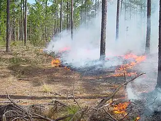 Prescribed burning on BLSF
