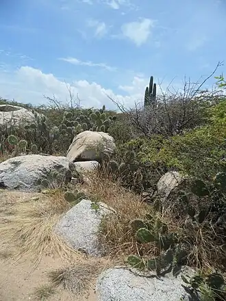 Stenocereus griseus habitat in Arashi Bay Coast, Noord Aruba