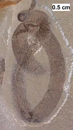 Carbonized fossil of a cycloneuralian worm that was once misidentified as a leech[86] from the Silurian Waukesha Biota of Wisconsin.