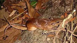 Brown spiny rat