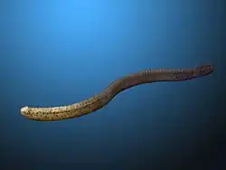 Life restoration of Promissum pulchrum