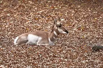 Pronghorn (Antilocapra americana)