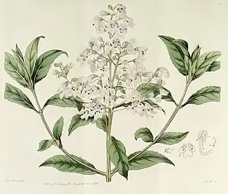 P. lasianthos (artist: Sydenham Edwards)