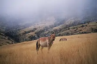 Przewalski horse