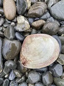 A photo of a Pseudarcopagia disculus surf clam from NZ
