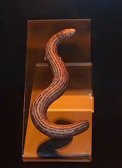 Museum model of species. A legless lizard.