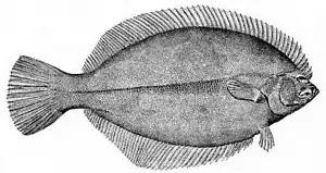 Flatfish are asymmetric, with both eyes lying on the same side of the head.