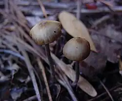 Psilocybe atlantis