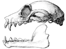 Drawing of bat skull