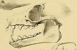 Drawing of bat skull