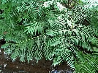 Fronds of Ptisana fraxinea overhanging the stream