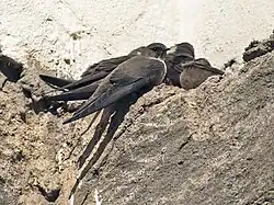 Mostly brownish martins perching on brownish rocky ground