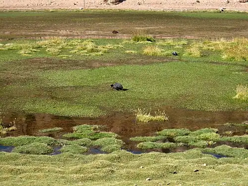 Putana River bofedal with birds