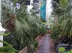 Interior of the Palm House