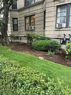 An Eastern Cottontail Rabbit sits on a stretch of grass between the sidewalk and a bed of mulch