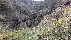 Remains of a wooden trestle bridge