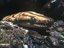 Brazilian rainbow boa at the Vancouver Aquarium