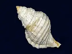 Fossil shell of Monoplex parthenopeus from Pliocene of Italy