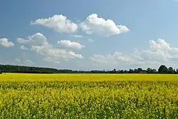 Rapeseed field in Toosi