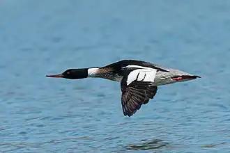 Male in flight, New Jersey, USA