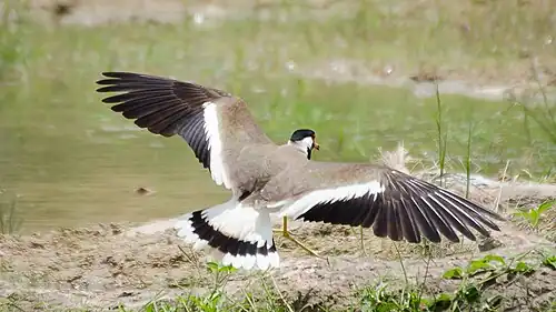 V. i. indicus showing the diagnostic white wing bar and a broad black band on the white tail