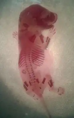 Red alizarin staining of rat's embryonic bones for osteogenesis study