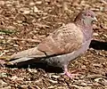 Specimen of a brown-feathered feral pigeon