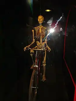 Moving skeleton of a bicyclist
