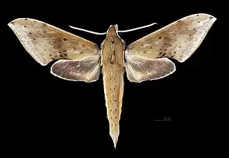 R. c. formosana, dorsal view