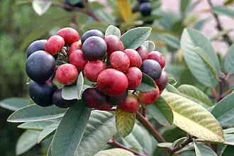 Frangula californica fruits