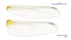 Male wings