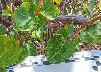 The single leaf variety.