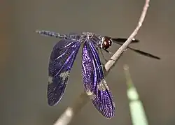 Male side view