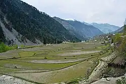 Paddy fields in Leepa c. 2016