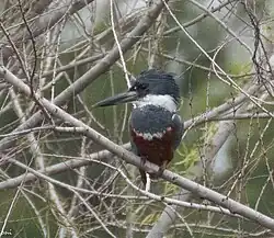Ringed Kingfisher (female), Santa Ana NWR