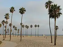 Washingtonia robusta