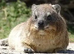 Photo of a brown mammal lying on the ground facing the viewer