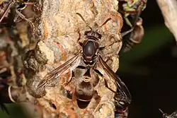 Closeup photo of a dark colored winged insect with antennae