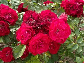 'Linda Campbell', (1990)