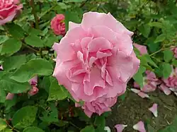 'Reine des Vièrges', 1844