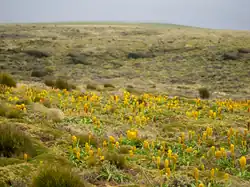 A tussock grassland with a population of Bulbinella rossii individuals in the foreground of the image.