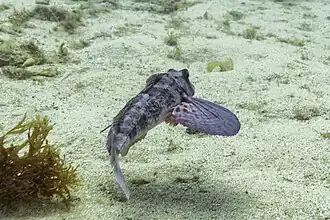 Spiny red gurnard with its characteristic super-enlarged pectoral fins.