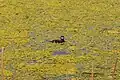 Ruddy duck in a pond near 100 Mile House